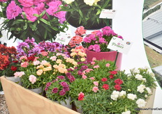 Pot Prince is een nieuwe serie van Padana. De variëteiten in deze serie zijn uniform, goed geurend, sterk, beschikbaar in diverse kleuren en doet het ook goed in mediterrane omstandigheden.